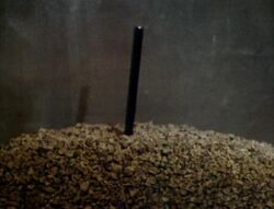 Snorkel RoD