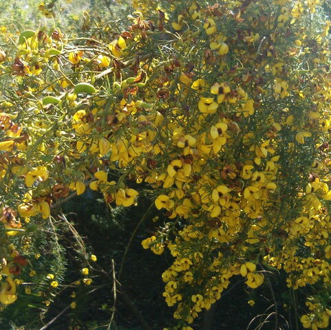 File:Cyclopia meyeriana KirstenboshBotGard09292010A.jpg