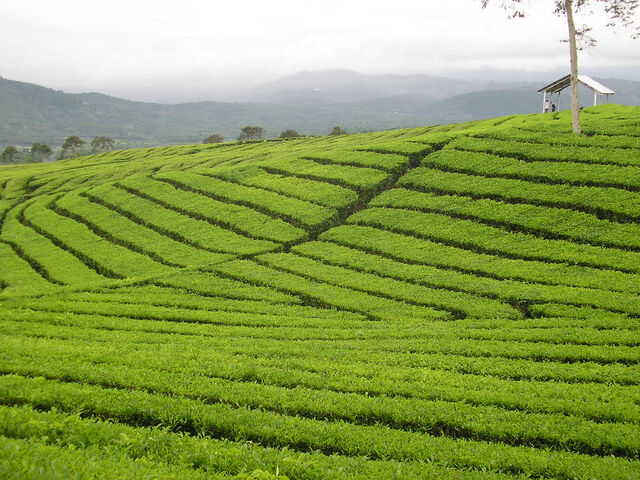 File:Mount-dempo-tea-plantation.jpg