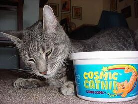 Cat-n-catnip2