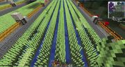 Cane rows