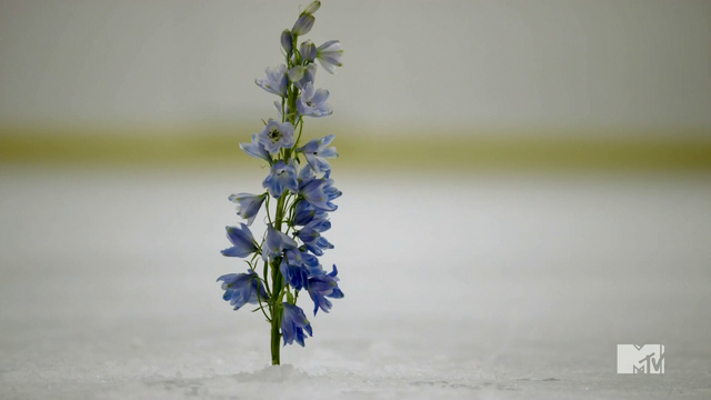 Archivo:Wolfsbane flower.png