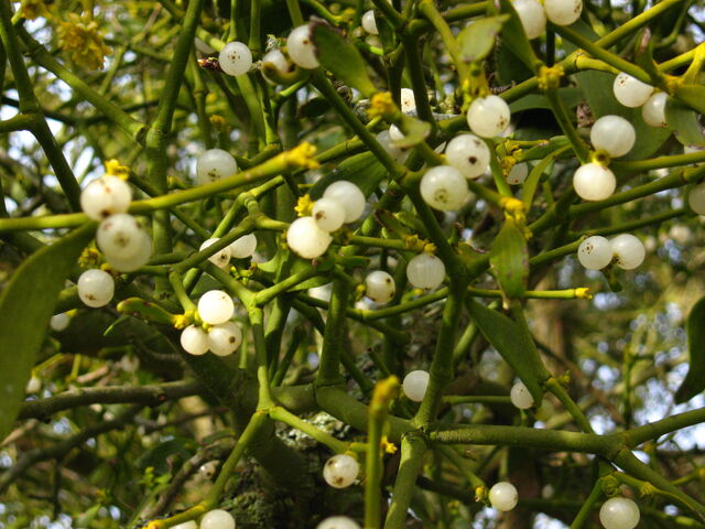 File:Mistletoe.jpg