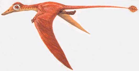 File:Campylognathoides.jpg