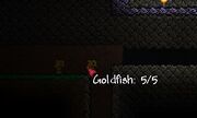 Walking Goldfish