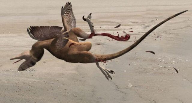 File:Dead raptor.jpeg