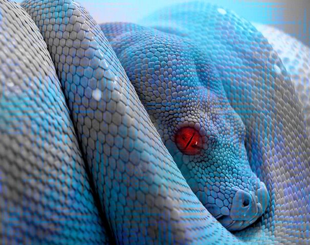 File:Blue fantasy snake.jpg