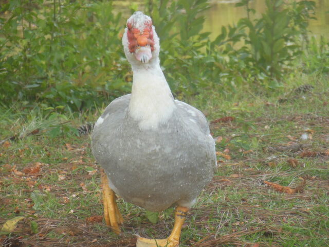 File:DSCN3348.jpg