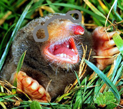 Minimole