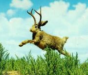 Jackalope