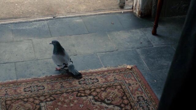 File:1x03 APigeon.jpg