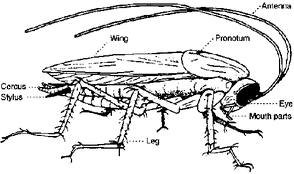 Coackroach