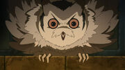 Anime owl 2