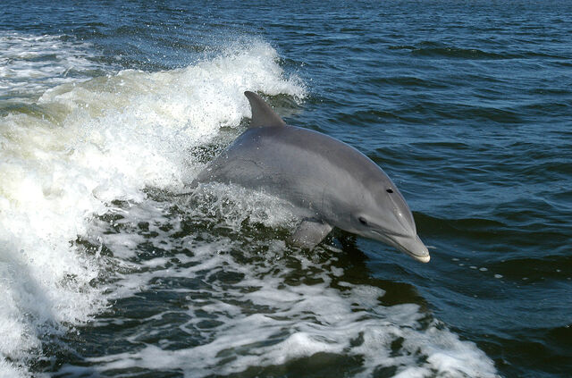 File:Dolphin.jpg