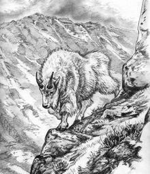 Mountain Goat
