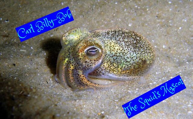 File:Carl Billy-Bob Squid.jpg