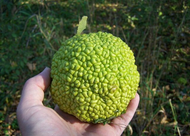File:Osage orange 1.jpg