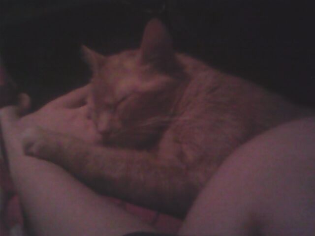 File:Meowww.jpg