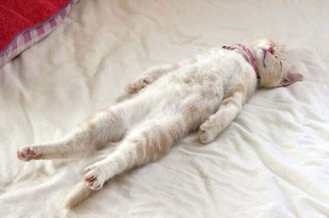 File:Sleeping cat.jpg