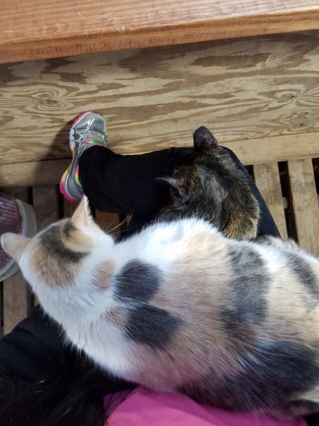 File:20170503 185228.jpg