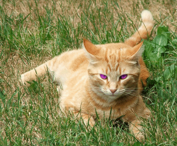 File:Lilyfur.gif