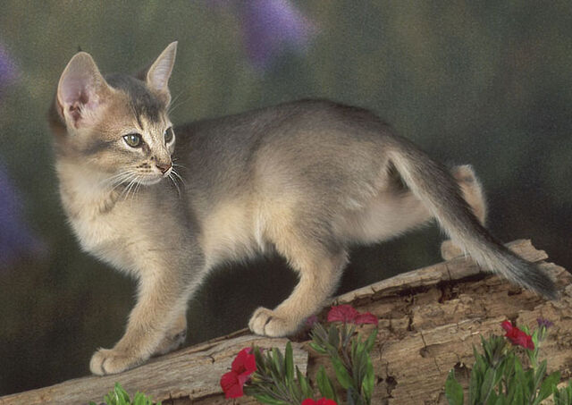 File:AbyssinianBlue.jpg