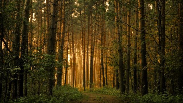 File:Forest.jpg