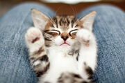 Gavin B's Cat