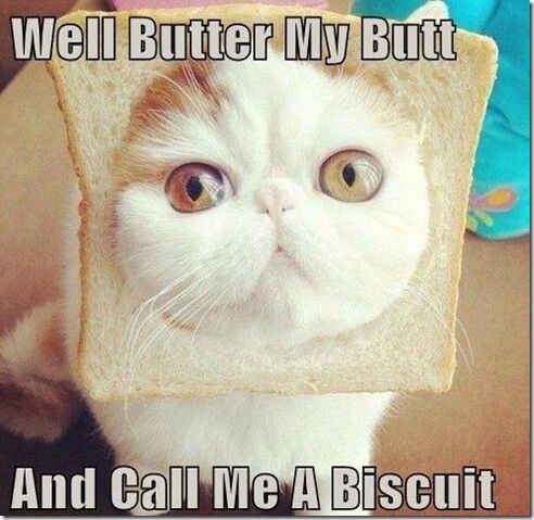 File:Funny cat.jpg