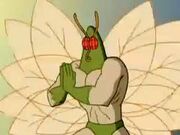 Moth