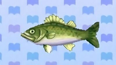 Sea bass encyclopedia (New Leaf)