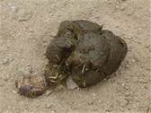 File:Poop.jpg