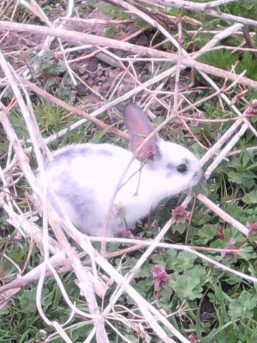 File:Fluffy.jpg