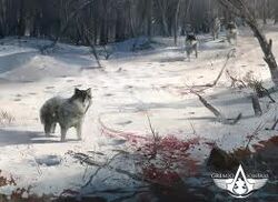 Lobos 3