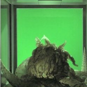 Puffy tentacle creature