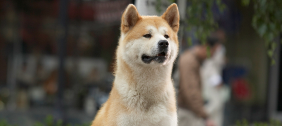 what of is hachi what breed is hachi in the witch subtitles hdq quality aninac mp3 what of is hachi what breed is hachi in the witch subtitles hdq quality aninac mp3