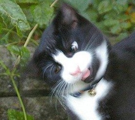 File:Retarcat.jpg