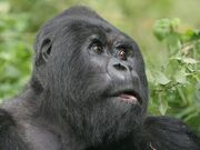 Teamsilverback