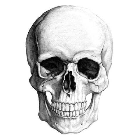File:Skull illustration by yungtyrant.jpg