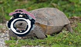 Weirdeegee