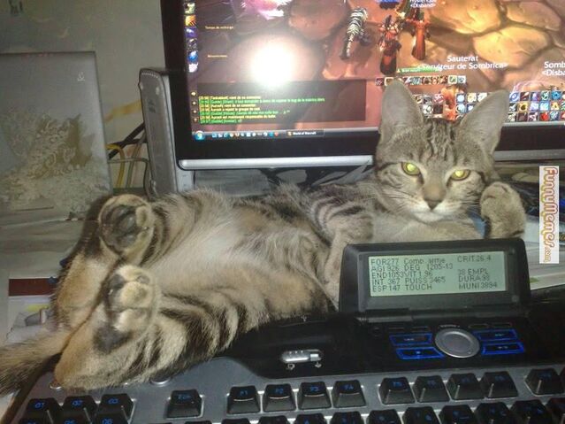 File:Cat-memes-hello-ladies.jpg