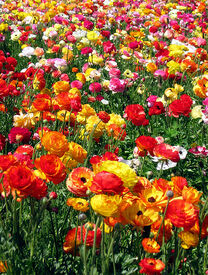 Flower-field