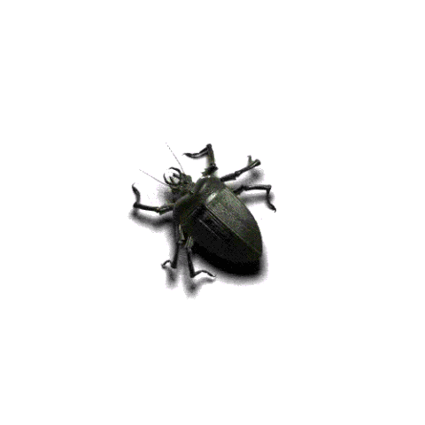 File:Bug.gif
