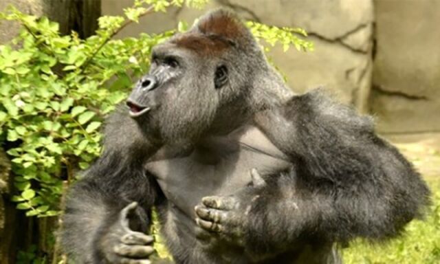 File:Harambe.jpg