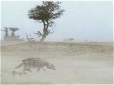 File:Desert rattleback.jpg