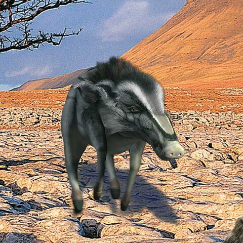 File:Scrofa-600px.jpg