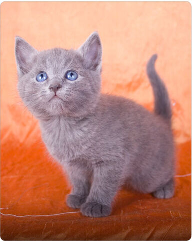 File:SURPRISEKITTAY.jpg