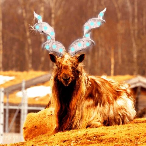 File:Markhor Mutt.jpg