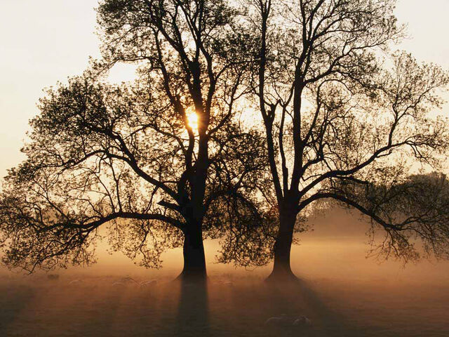 File:Tree.jpg