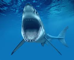 File:Cornucopia sharks.jpg